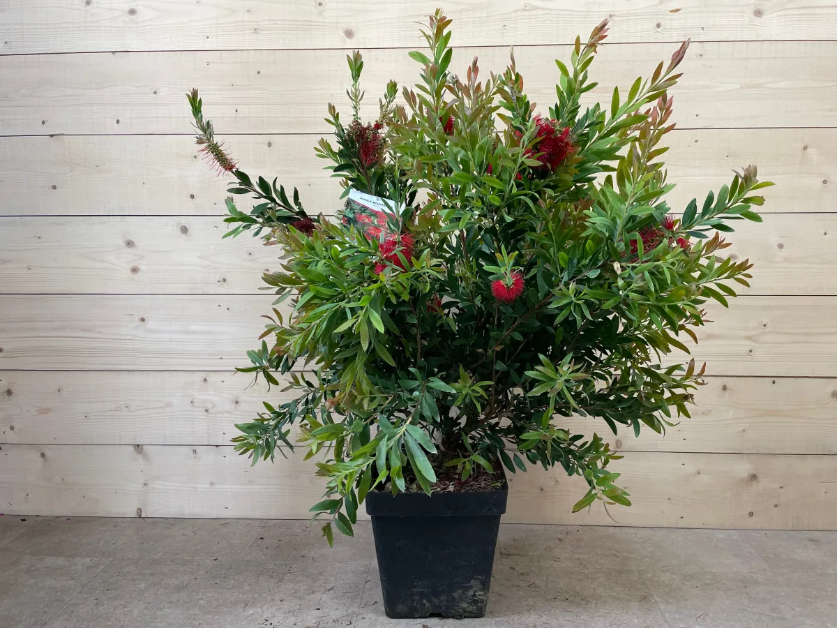 Rince bouteille inferno