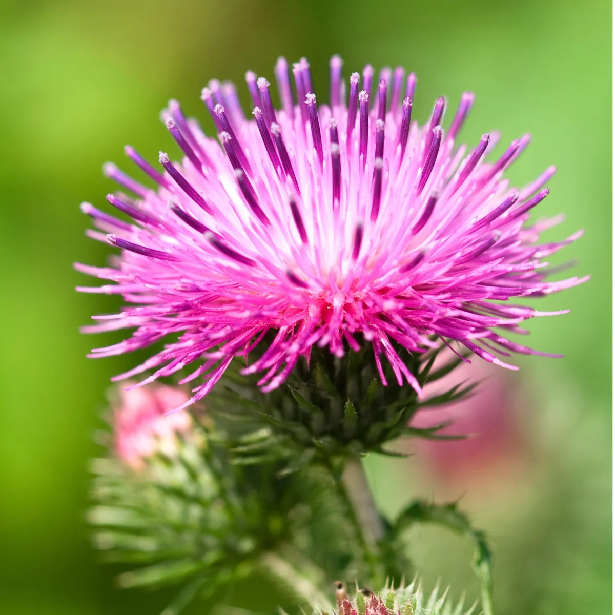 Milk Thistle Extract