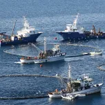 Bluefin Tuna, Sea bass and Sea bream farms