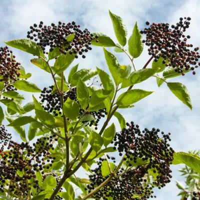 Elderberry Seed Oil
