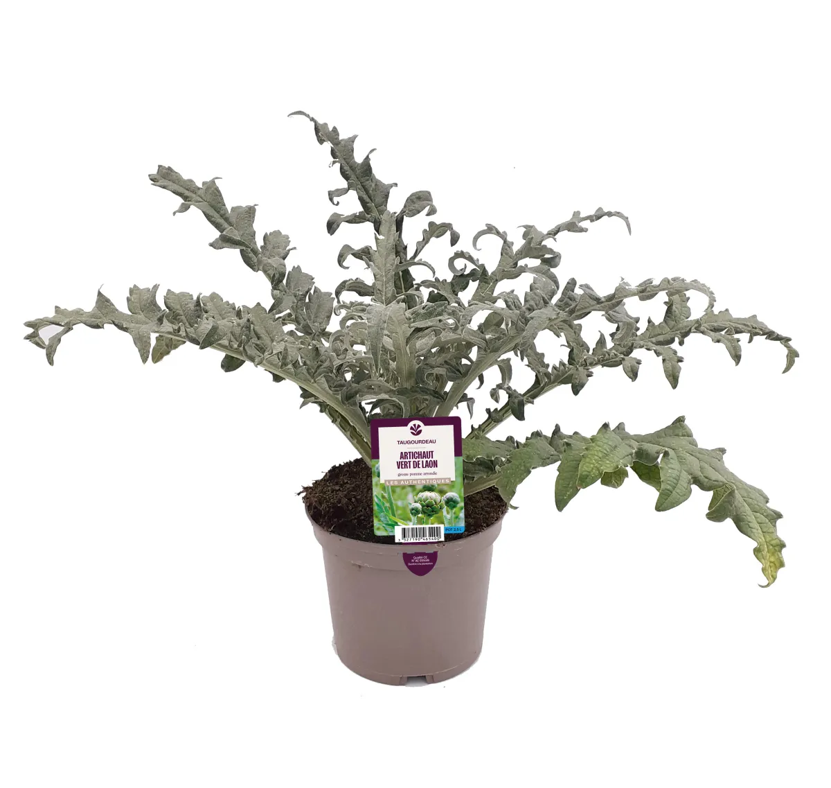 Artichaut gros vert de Laon