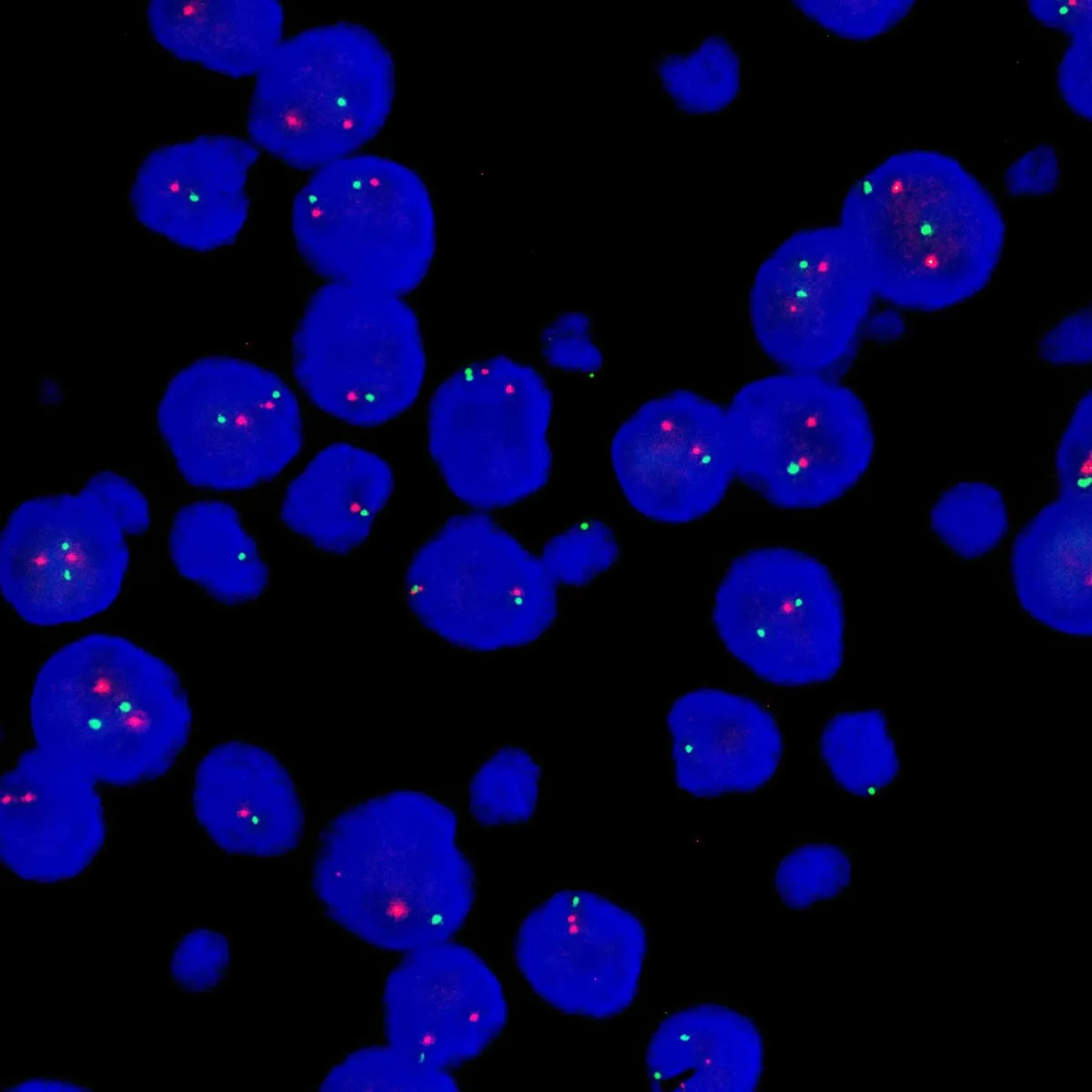 Fast Fluorescence in situ hybridization probe