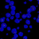 Fast Fluorescence in situ hybridization probe