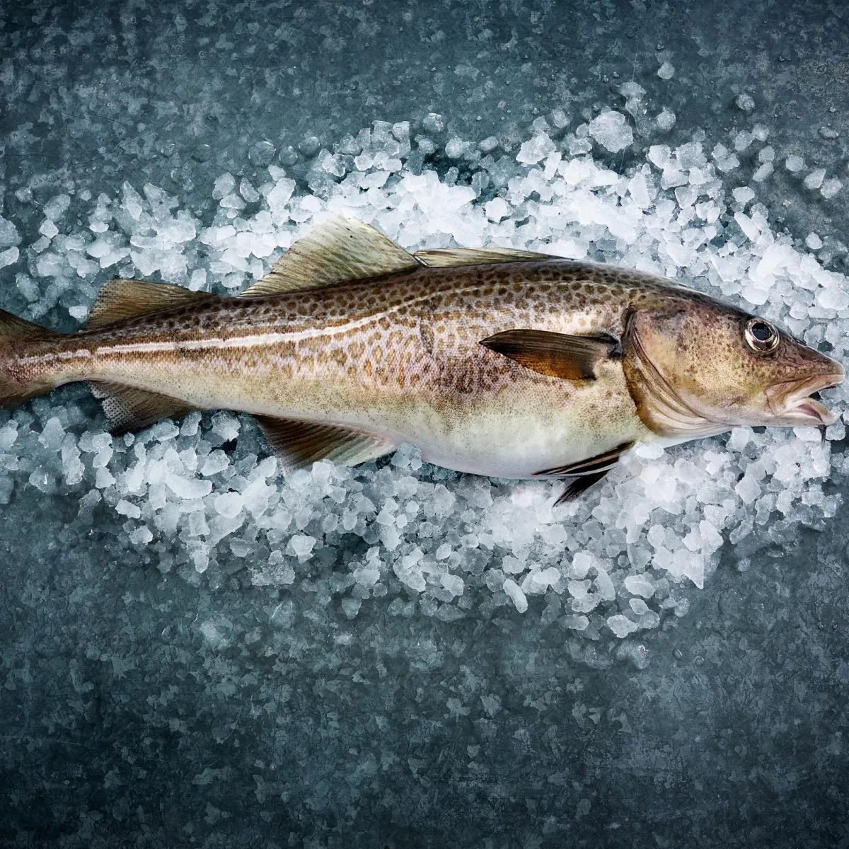 Cod, haddock and saithe