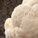 MycoThrive™ Lion's Mane