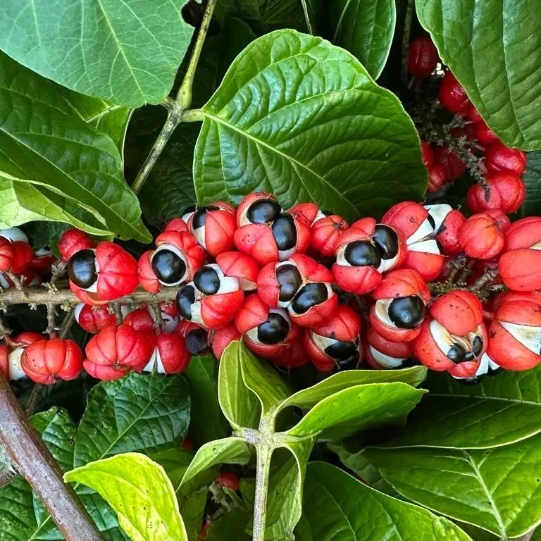 Guarana Extract Powder