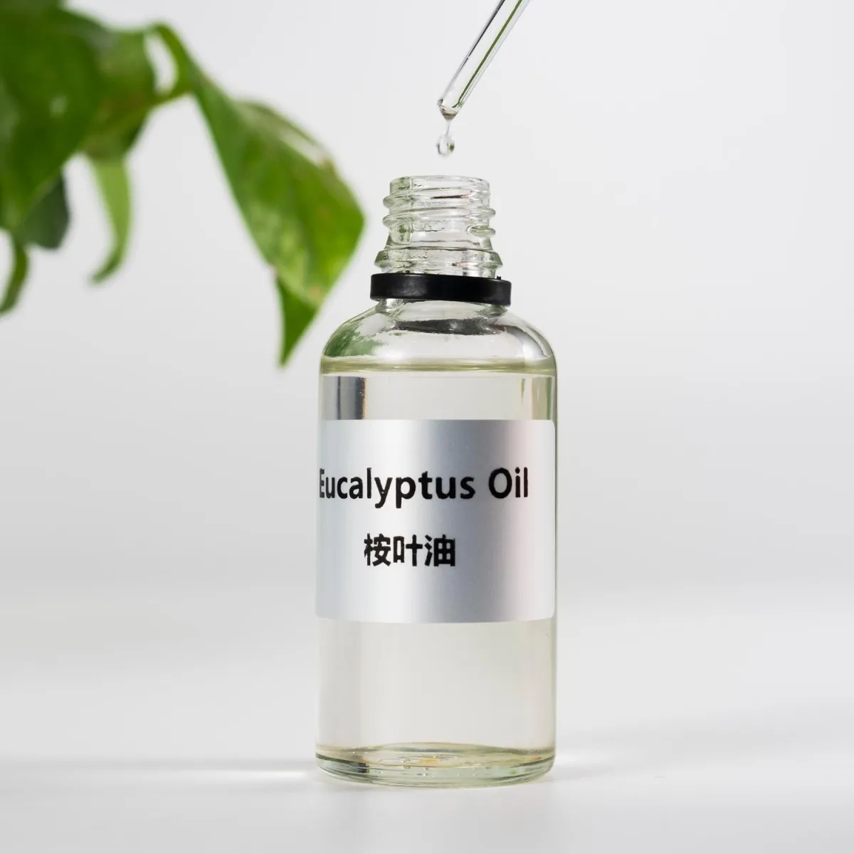 100% Pure Organic Eucalyptus Oil | GMP-Certified Manufacturer | EU & US Organic Certified