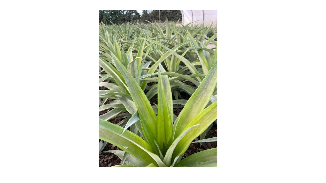 L'ananas, une innovation de rupture avec un développement possible sous serre ?