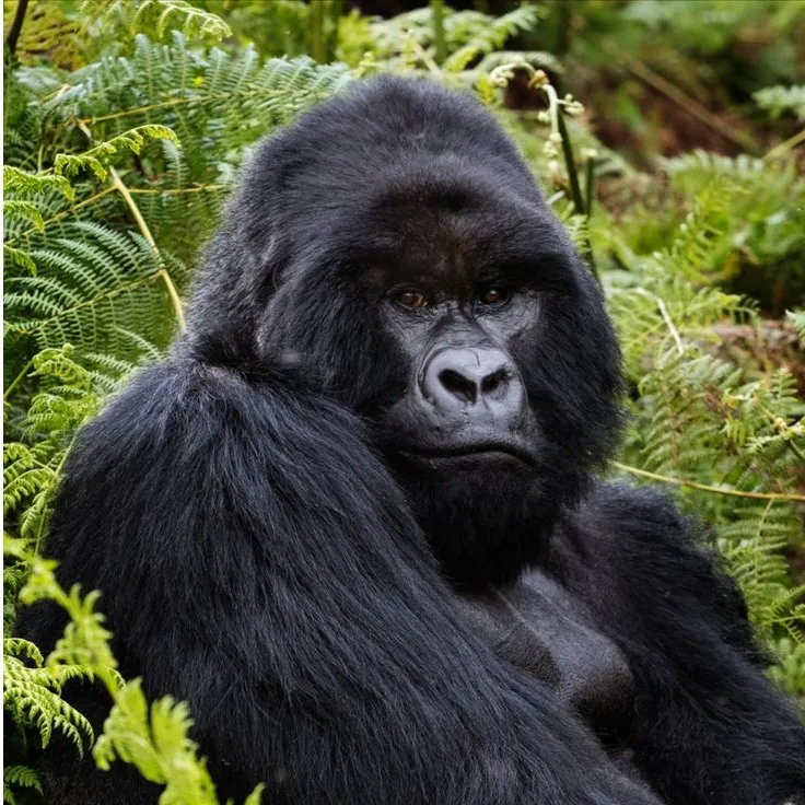 Book the Ultimate Gorilla Trekking Adventure: 5 Days in Bwindi at a Special $2,200 Discount!