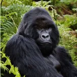 Book the Ultimate Gorilla Trekking Adventure: 5 Days in Bwindi at a Special $2,200 Discount!