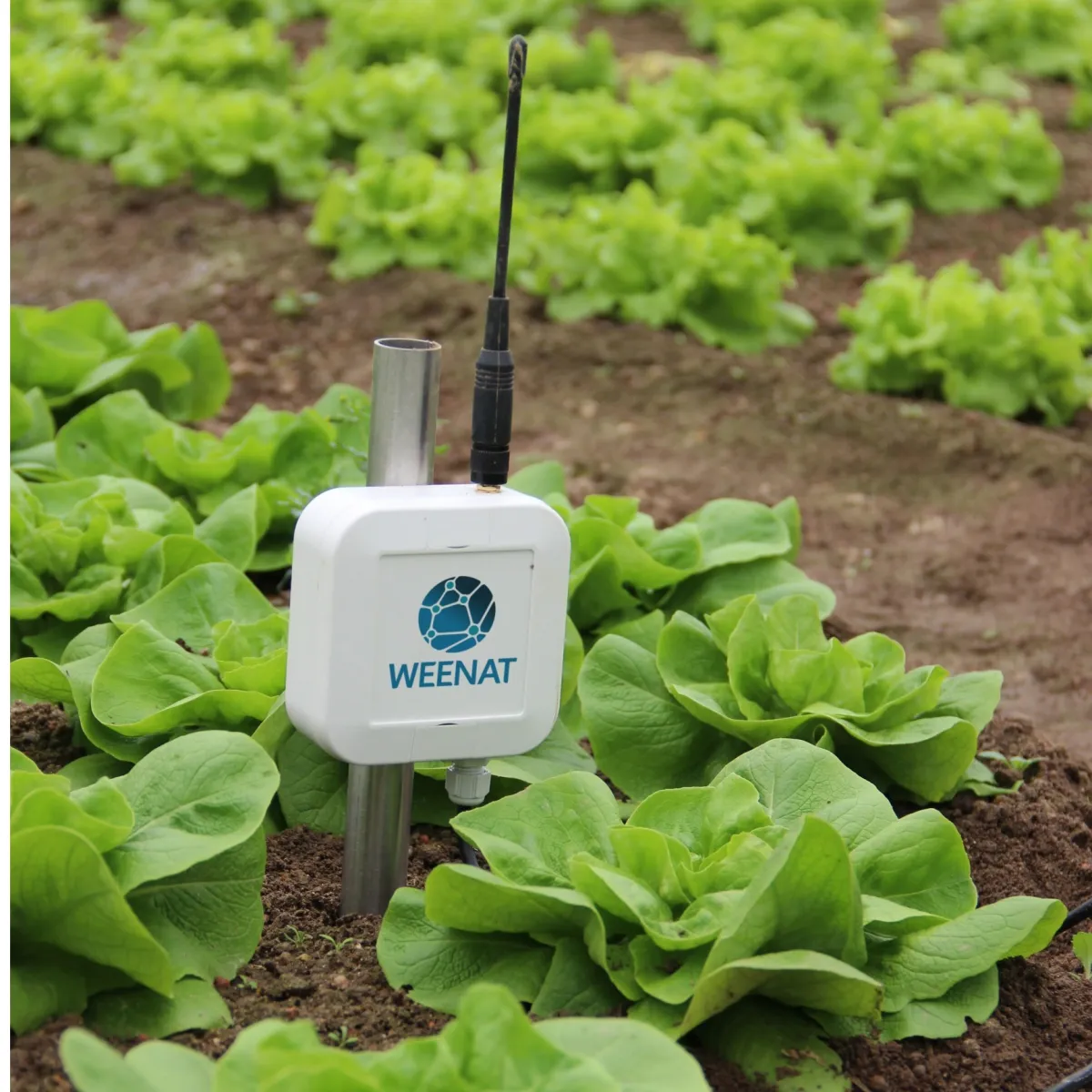 Sonde capacitive connectée