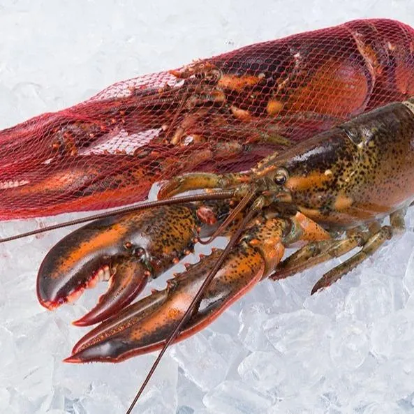Whole Raw Netted Lobster