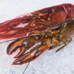 Whole Raw Netted Lobster
