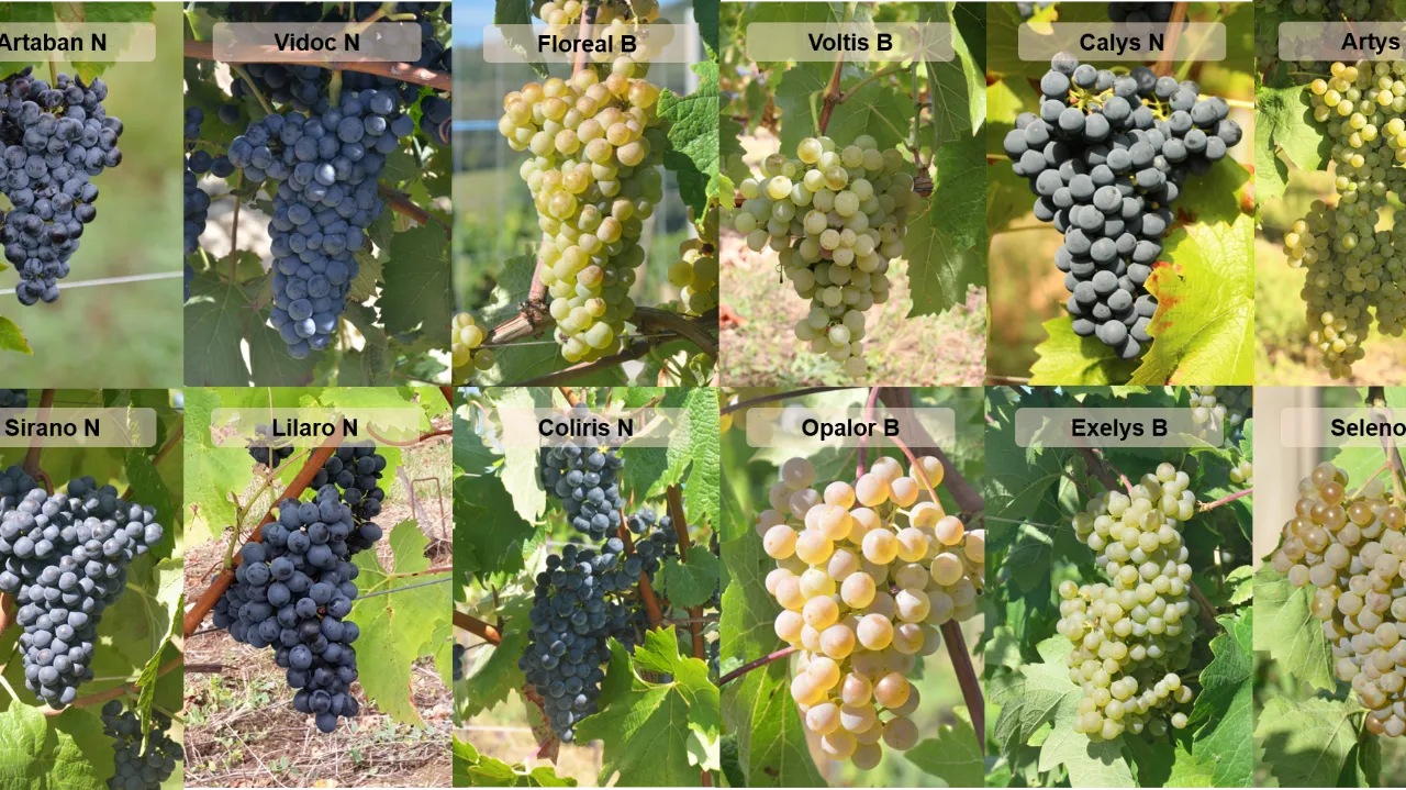 Comment capitaliser sur le programme ResDur pour l’innovation variétale de la vigne ?