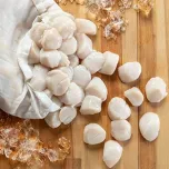 North Atlantic Sea Scallop