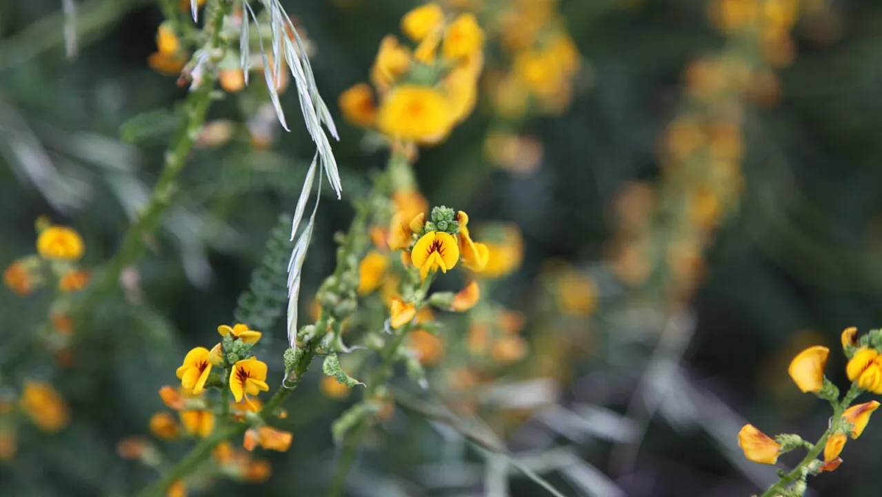 Discover Paramela (Adesmia boronioides) from Argentinan Patagonia