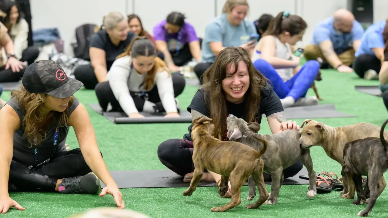 Pilates with Puppies: Core Strength Meets Cuteness