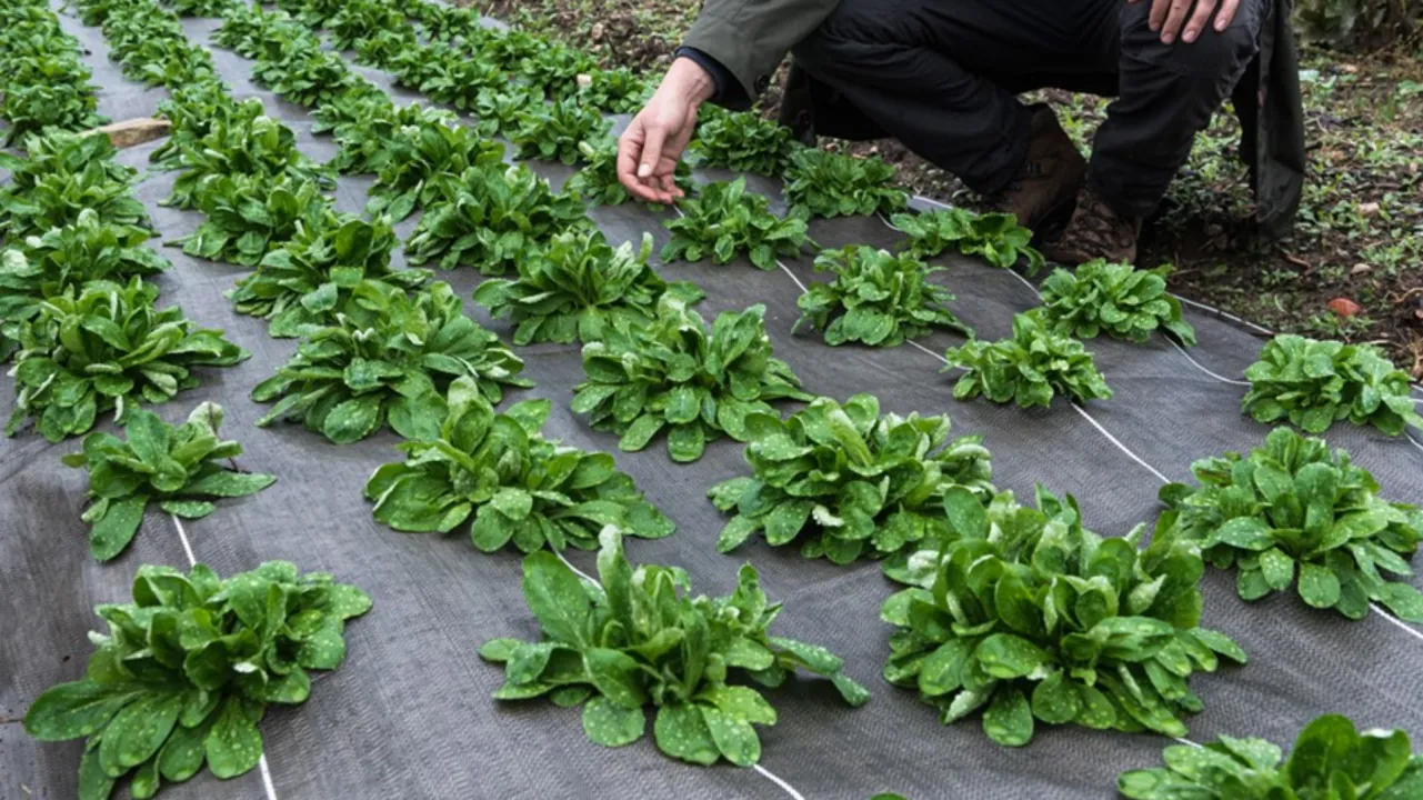 Matériaux biodégradables et compostables en cultures légumières, si on faisait le point ?