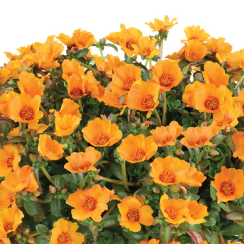 PAZZAZ NANO™ MANGO | Portulaca
