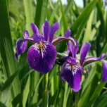 Plantes de rives et berges