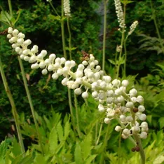 Black Cohosh Extract