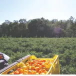 Favuzzi Unveils a New Generation of Italian Tomato Sauces at the Summer Fancy Food Show