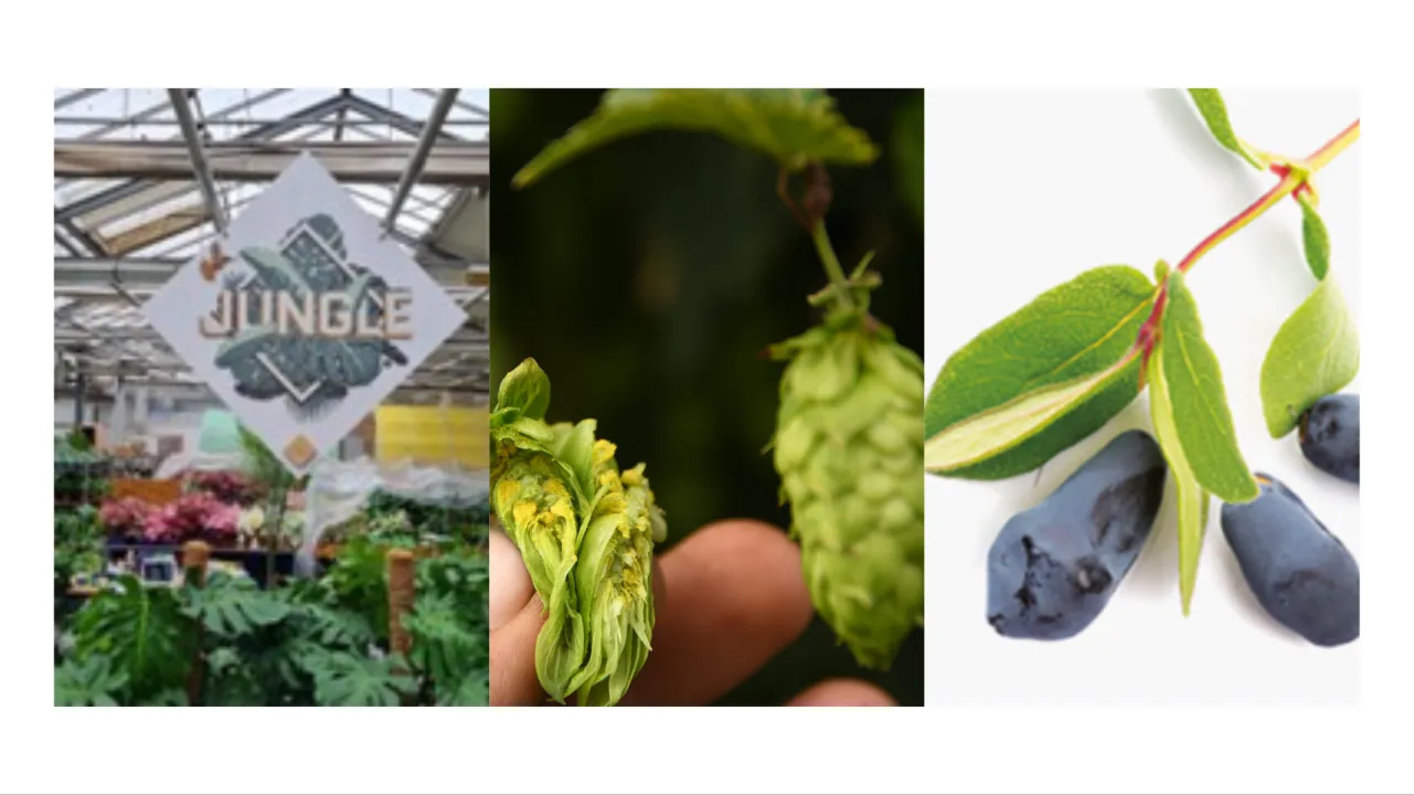 A la découverte de nouvelles cultures | Plantes tropicales, Les Co-produit du houblon, Le camerise