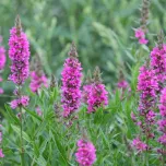 Plantes pour phytoépuration / lagunage