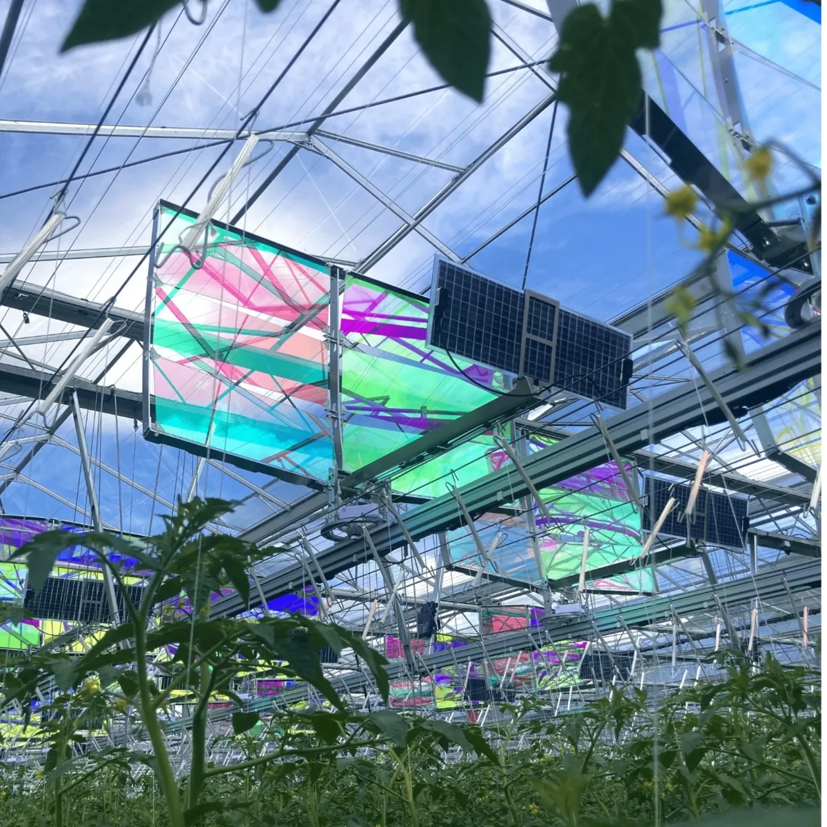 Voltiris - les premiers modules solaires compatibles avec les serres verres