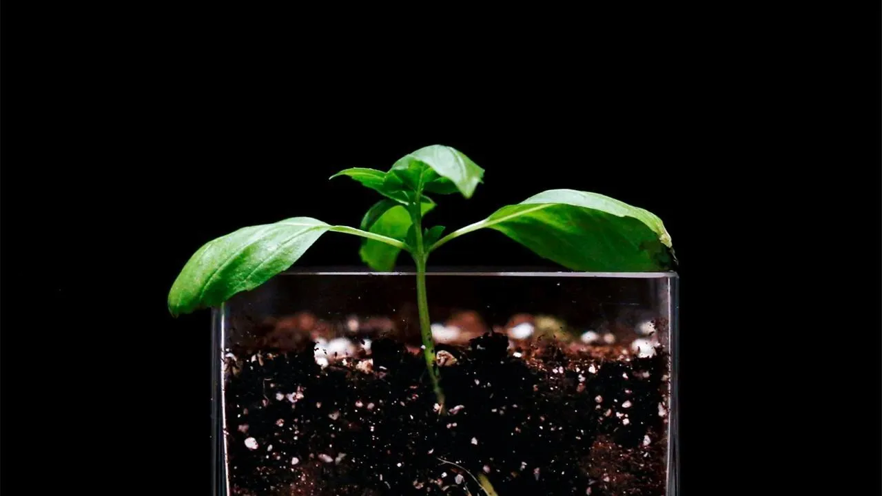 Soil: The quiet revolution