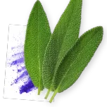 Cognivia TM The vegetal nootropic