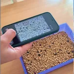 Soybean damaged through smartphone