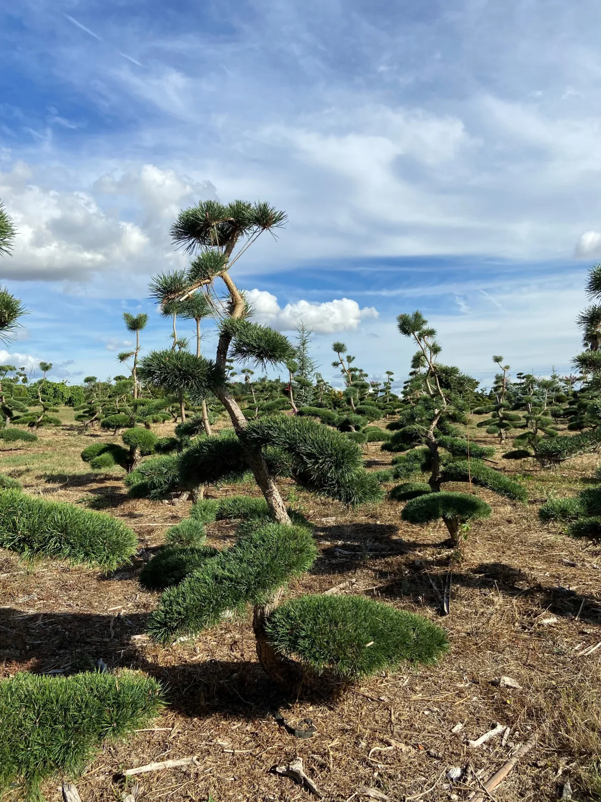 Pin sylvestre niwaki