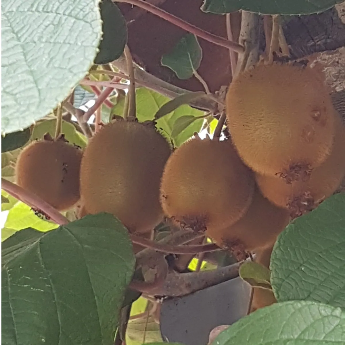 Actinidia deliciosa ‘HERMA’