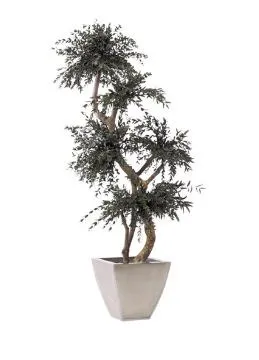 Arbre préservé topiaire Eucalyptus