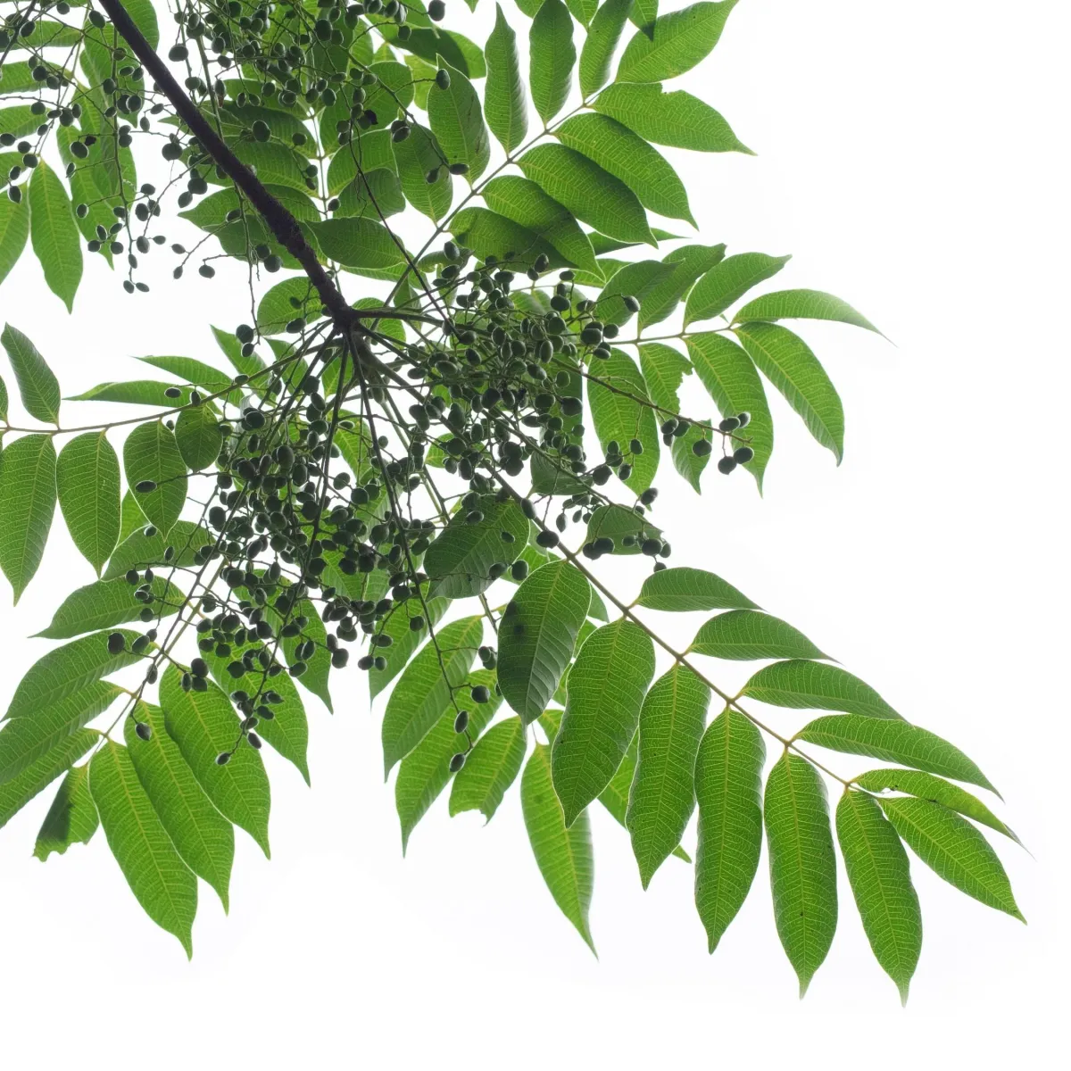 Novusetin® - 95% Fisetin Extract