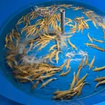 Almas Caviar Zipang (Golden Caviar)