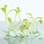 Applied R&D in Encapsulation Technology