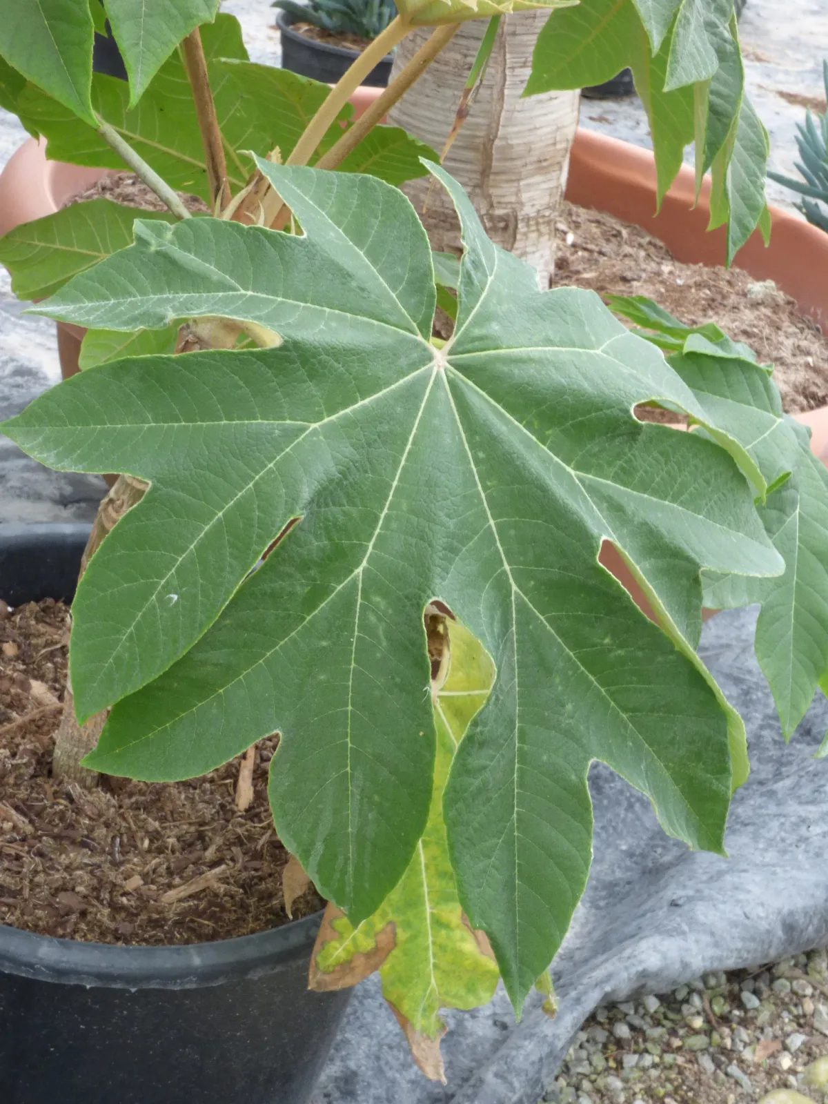 Plante à papier de riz