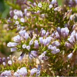 Fabiana (Fabiana imbricata) essential oil