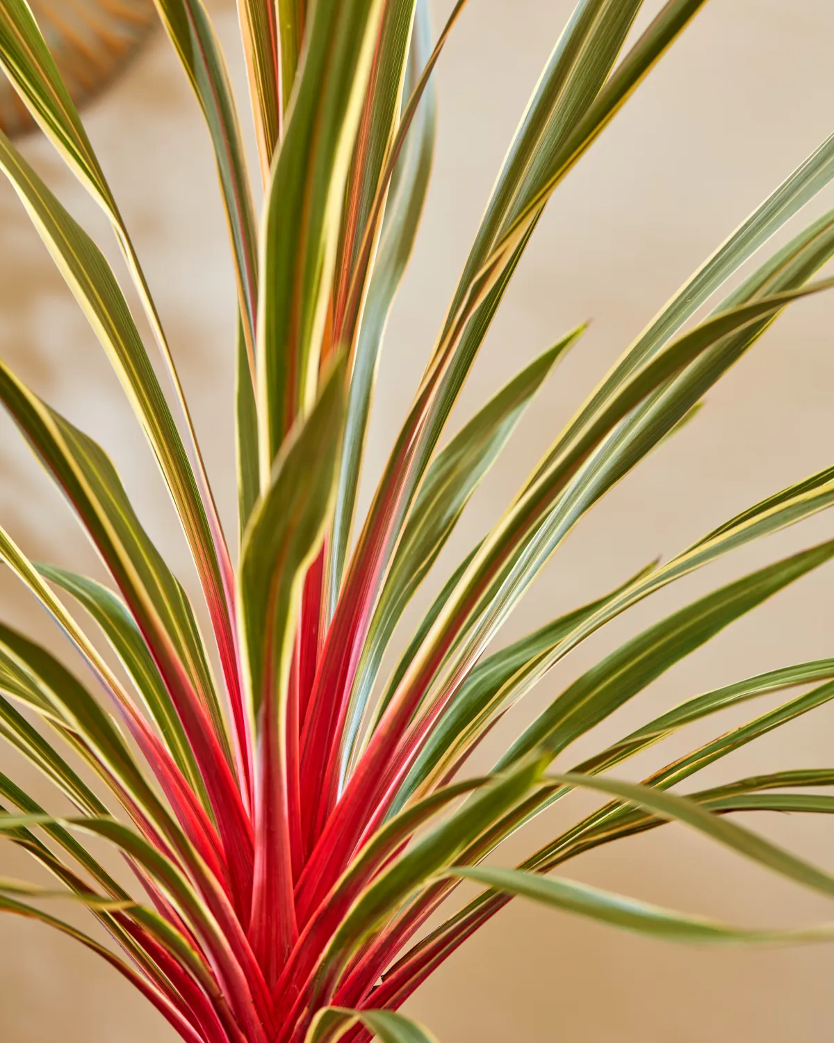 Cordyline Magic Star