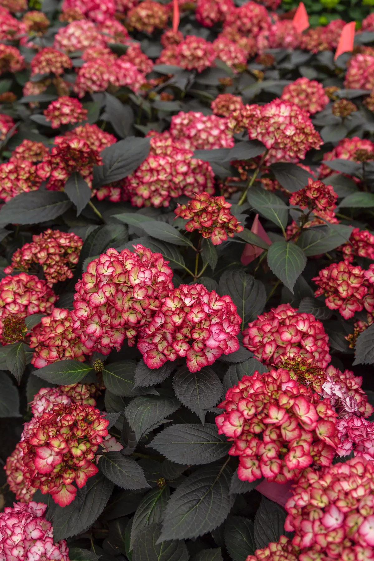 Hortensia Eclipse®
