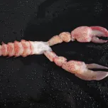 Raw CK Lobster Meat