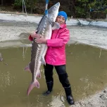 S Caviar (晋也Caviar/Shinya Caviar)