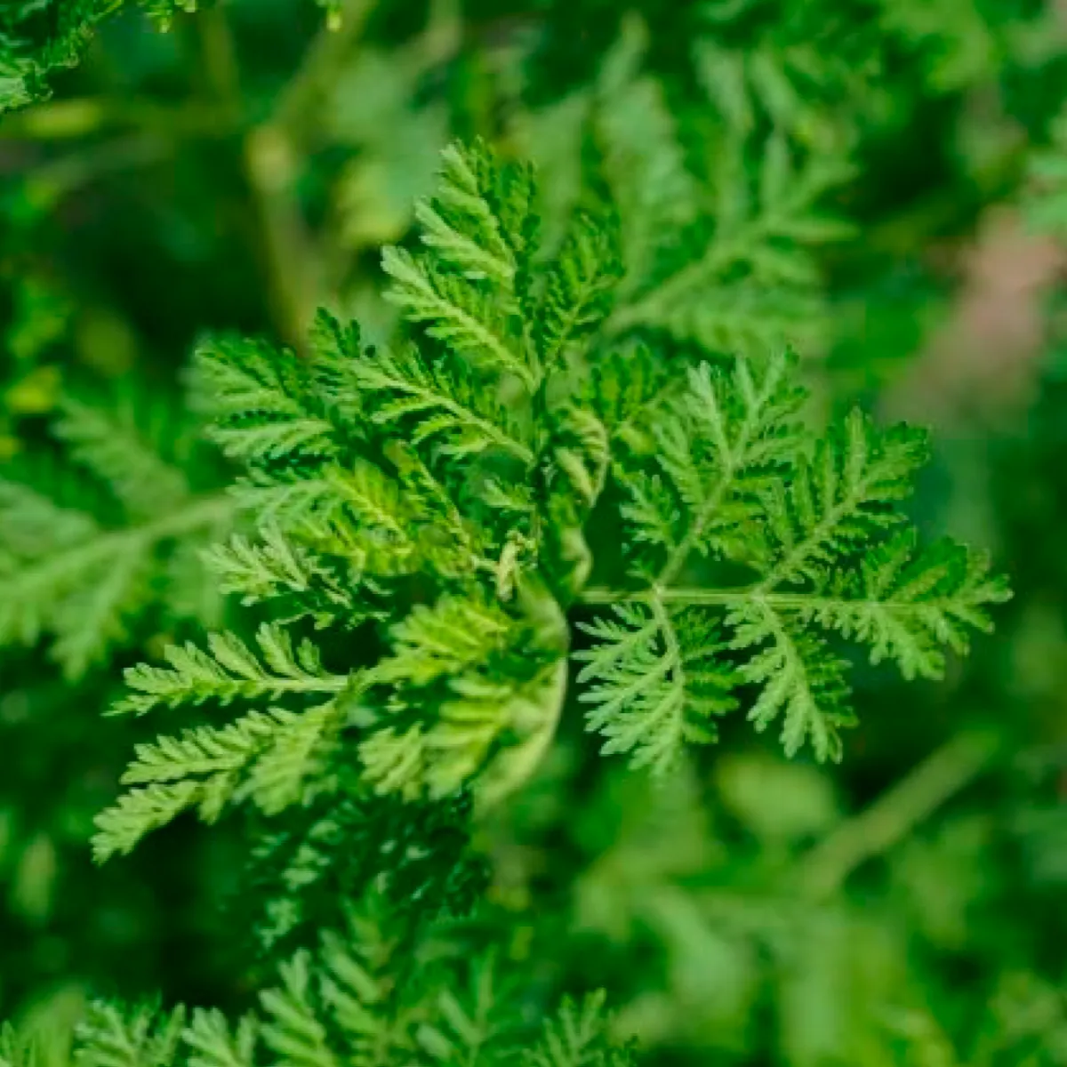 Artemisia Annua Extract