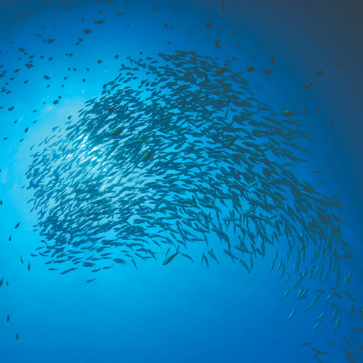 Frozen anchovies and sardines