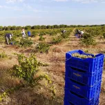 Verdejo Rueda Organic