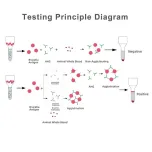 Brucella Diagnosis for Animals/Livestock