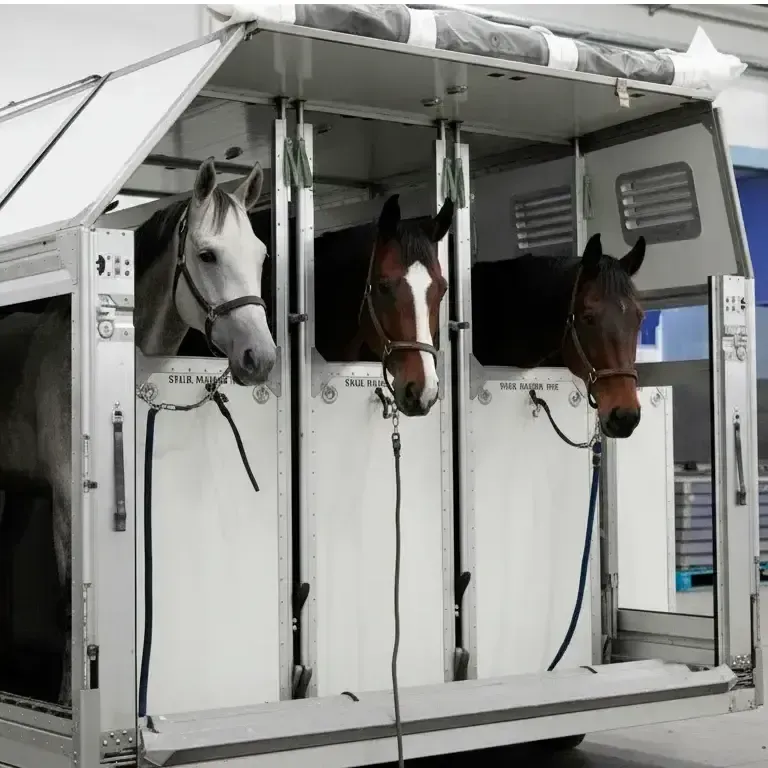 Transporte de Carga Viva