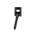 Spine